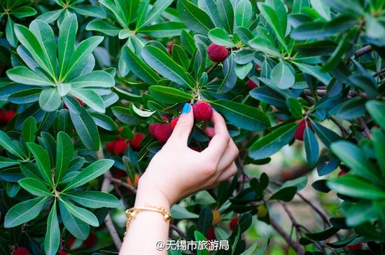 无锡亮河湾 边吃边采乐翻天(图/@无锡市旅游局)