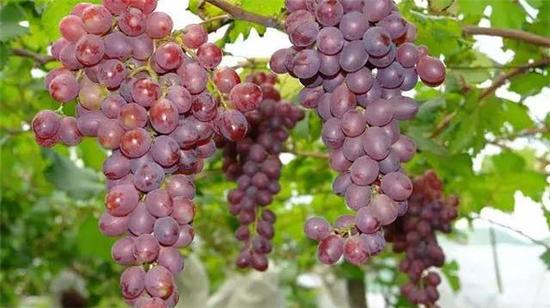 甜蜜葡萄季 江苏13市葡萄采摘地图出炉啦