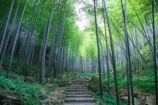 夏日炎炎 江苏这些绿色天然"氧吧"在召唤_新浪江苏_新浪网