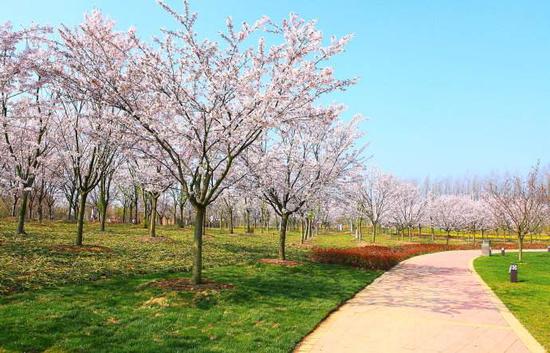 2017江苏赏樱花攻略,浪漫到极致