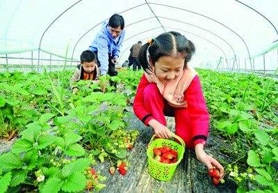 2017江苏果蔬采摘推荐地,拿走不谢!