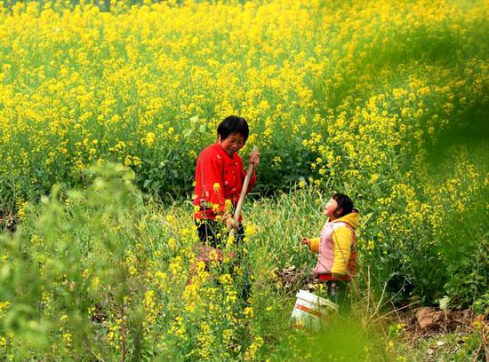 2017江苏油菜花赏花地图,一起感受春天的气息
