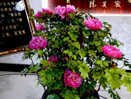 2017年江苏赏牡丹花攻略!快快接住!