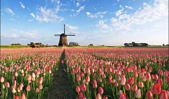 2017江苏郁金香节游玩攻略全出炉!_新浪江苏