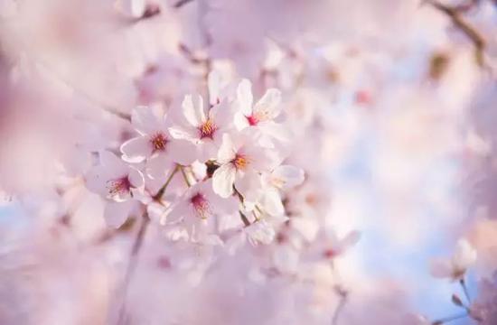 三生三世十里樱花!盐城大洋湾这里将陷入樱花