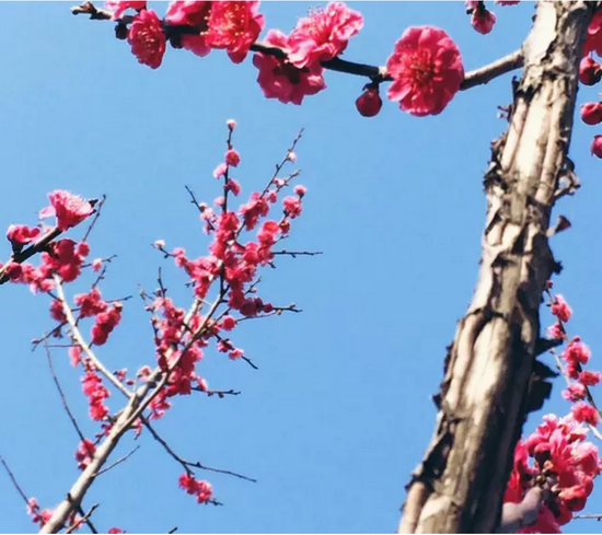 盐城花都开好了,汉花缘已经美成酱紫