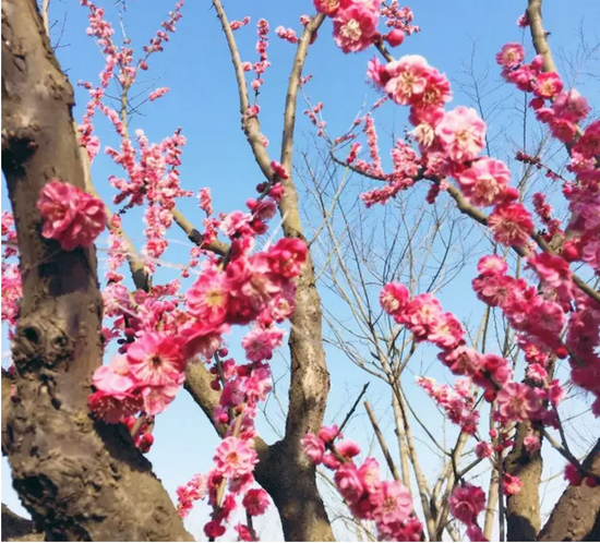 盐城花都开好了,汉花缘已经美成酱紫