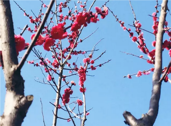 盐城花都开好了,汉花缘已经美成酱紫