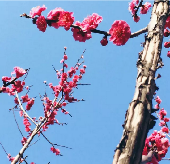 盐城花都开好了,汉花缘已经美成酱紫