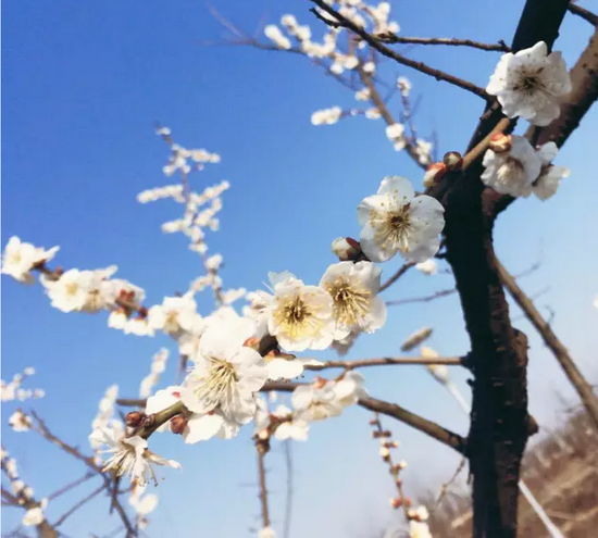 盐城花都开好了,汉花缘已经美成酱紫