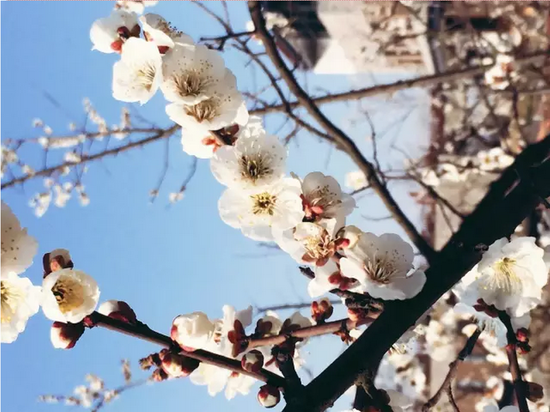 盐城花都开好了,汉花缘已经美成酱紫