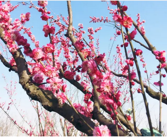 盐城花都开好了,汉花缘已经美成酱紫