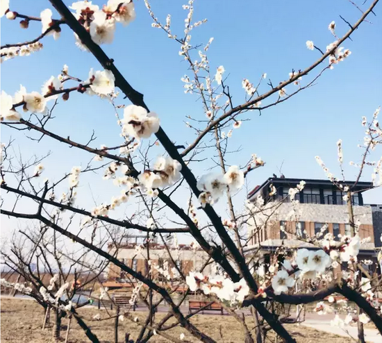 盐城花都开好了,汉花缘已经美成酱紫