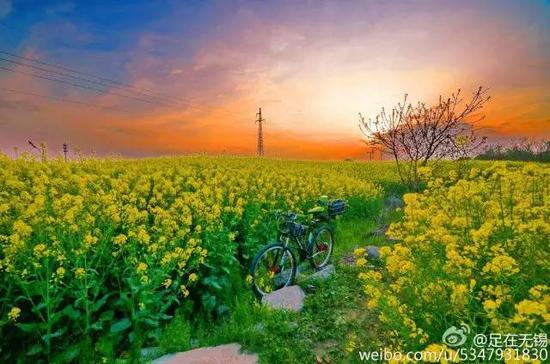 不出江苏就能看到最美油菜花海,送你一片金黄