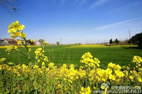 不出江苏就能看到最美油菜花海,送你一片金黄