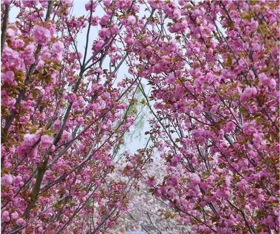 江苏最美樱花海,还数盐城大洋湾!