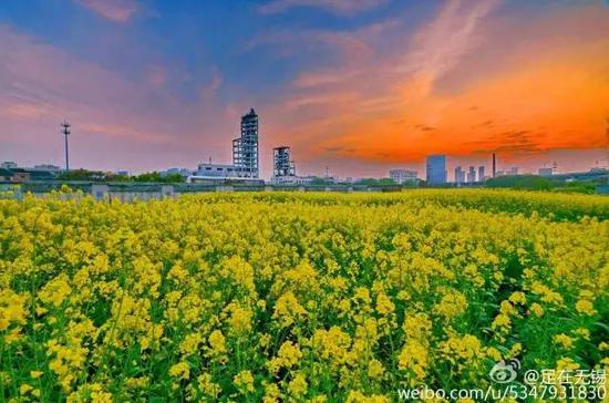 不出江苏就能看到最美油菜花海,送你一片金黄