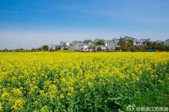 不出江苏就能看到最美油菜花海,送你一片金黄