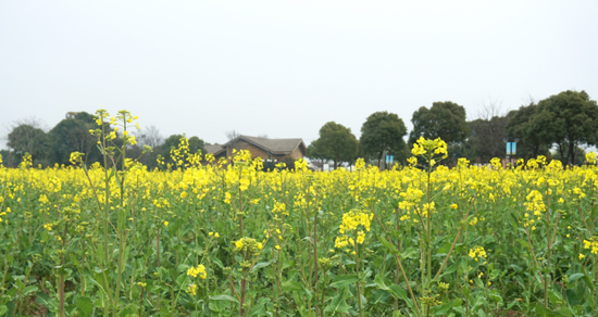 2017阳澄湖畔油菜花节开启_新浪苏州_新浪网