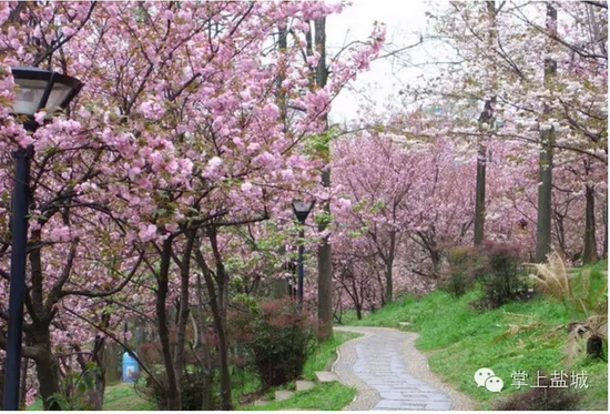江苏最美樱花海,还数盐城大洋湾!