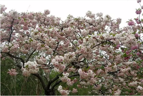 江苏最美樱花海,还数盐城大洋湾!