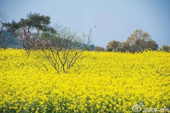不出江苏就能看到最美油菜花海,送你一片金黄