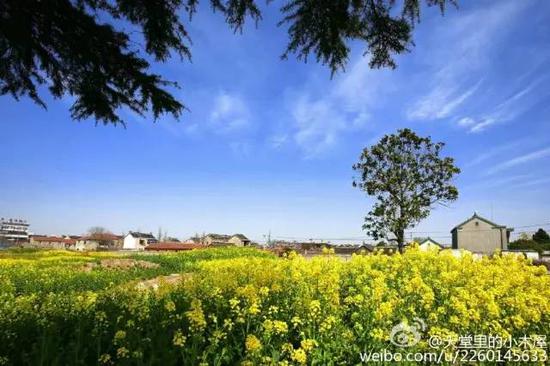 不出江苏就能看到最美油菜花海,送你一片金黄