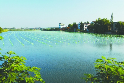 高淳区一家关停前的珍珠养殖基地,水面上塑料瓶排列成行,蔚为壮观。 本报通讯员 杨军摄