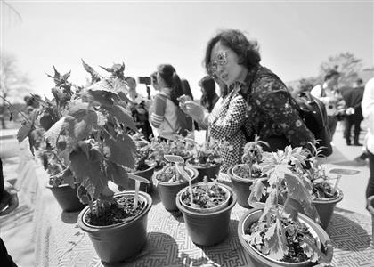 数十种野菜吸引不少好奇的目光。