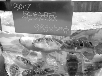部分饭店违规出售活体河豚。