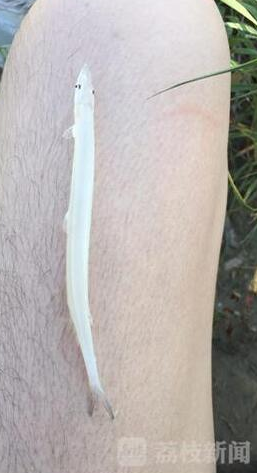 泰州一市民乡村小河钓鱼 钓到15厘米长大银鱼