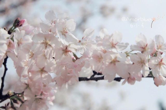 落樱缤纷3月赏花正当时 带上攻略去鸡鸣寺赏花