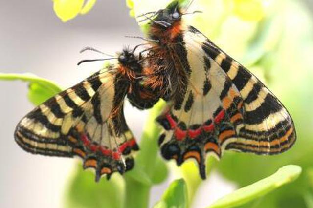 南京中华虎凤蝶仅存83只 加强栖息地保护迫在眉睫