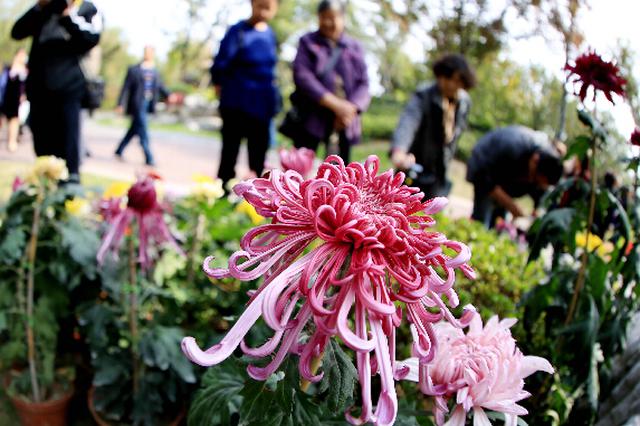 你家乡的市花市树是什么？调查显示知晓率不足10%