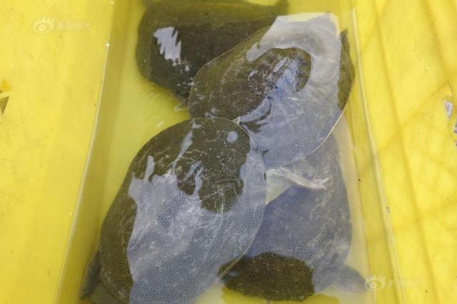 宿迁泗阳城管局吃甲鱼打白条6年未还 责任人受处分