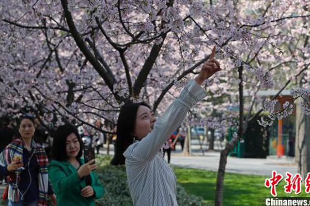 清明降温降雨 南京最高气温将下跌10℃左右