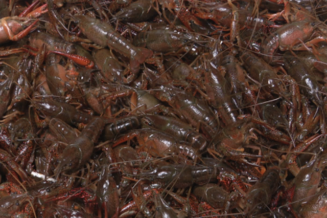 “龙虾季”外卖平台店铺问题频出 监管部门：整改！