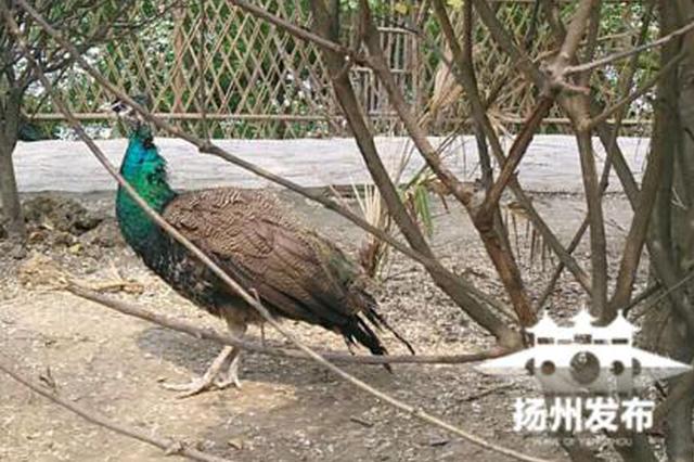 扬州动物园4只孔雀遭游客“拔毛”有两只都秃了