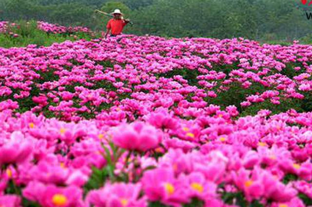 千亩芍药绽放迎客 邂逅粉色“梦幻花海”