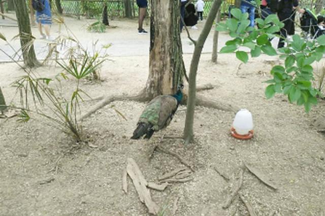 扬州一动物园孔雀遭游客拔羽毛受伤 动物园回应