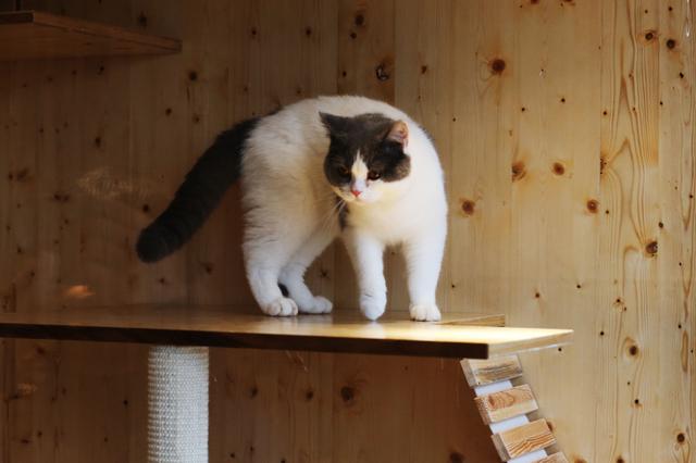 猫咪免费领养？花了3000元没见着猫