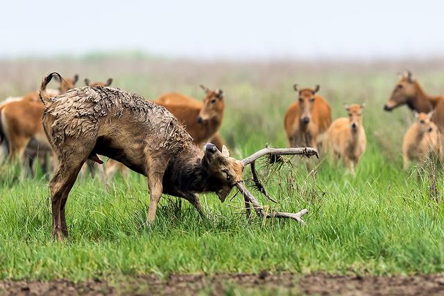江苏大丰保护区三头麋鹿被撞死 肇事车辆未找到