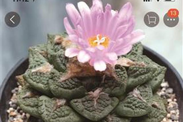 部分"海淘"多肉植物可让人致幻 似精神病症状