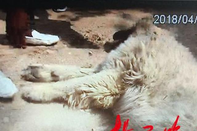 想吃狗肉又舍不得花钱 男子为解馋偷价值万元名犬