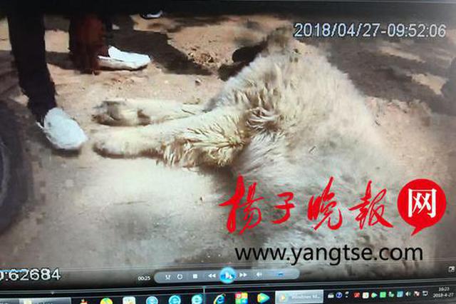 男子为解馋想偷狗吃 结果偷了价值万元名犬被刑拘