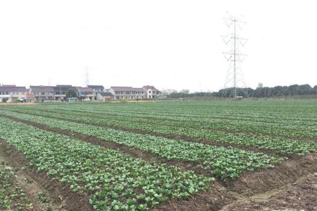 江苏省委一号文件:农民收入5年增万元潜力在哪