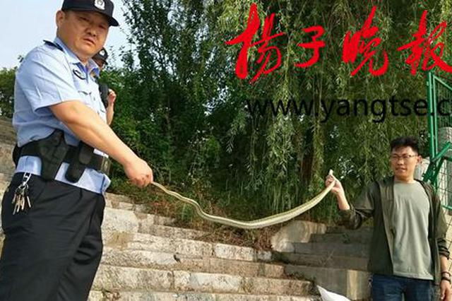 3米长婴儿手臂粗大蛇入室扰民 被扬州民警擒获放生