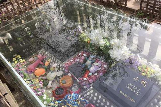 宠物墓地为何受捧：价格2000元起 墓碑等费用另计