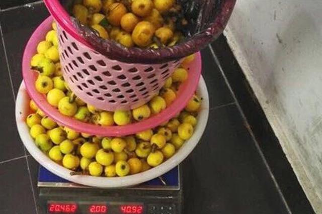 6颗枇杷要赔200元？苏州西山“天价枇杷”真相是这样的