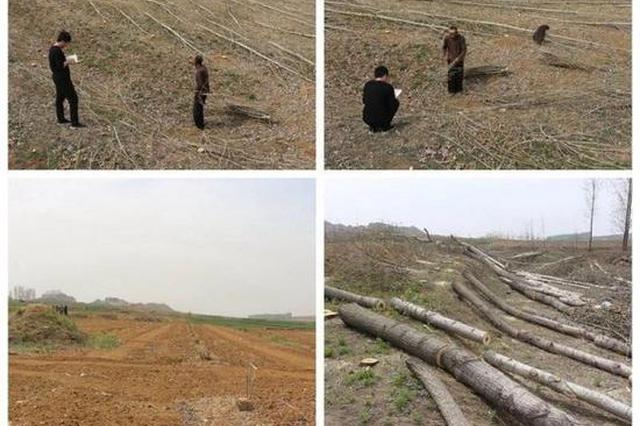 村支书毁林被捕 带人强行砍伐7000多棵杨树